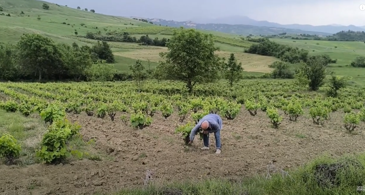 Taking care of a vineyard